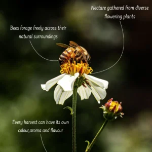 Kridhav Veda Wild Forest Honey alternate view